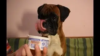 Lara the boxer dog eating yoghurt remains - slurping and licking sounds