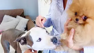 REAZIONE DI CHLOE DAVANTI AD UN CUCCIOLO MINUSCOLO - Valentina Lattanzio