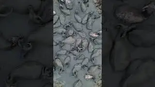 Buffaloes in the Mud taking bath #buffalo #bath #mud #beautiful #friends #nature #wildlife HA76205