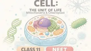 Mitochondria(powerhouse) & Chloroplast (kitchen of cell) | Class 11th biology| NEET | NCERT notes