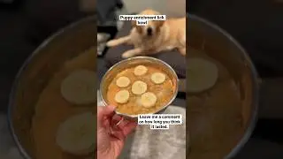 Puppy enrichment lick bowl. How long do you think it lasted. Part 1. #viral #shortsfeed #shortvideo