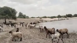 Nany goats enjoying at pond #goat #wood #shorts #wildlife #animals 