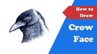 Drawing a Crow Face Made Easy Unleash Your Inner Artist ✍️🐦&zwj;⬛ | #drawingbirds | #prlinfo