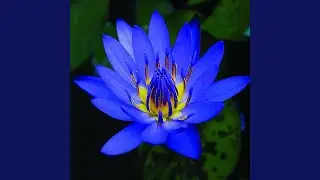 Blue Lotus Mind