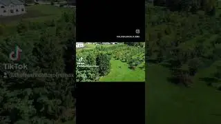 Apple orchard with 800 trees with a NO CIDES POLICY. Meaning no fungicides,herbicides,insecticides