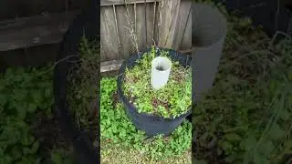 Garlic deep water #gardeningtips #shortsvideo #garden #garlic #deepwater
