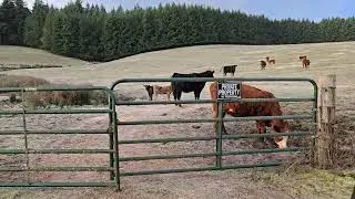 Calving time