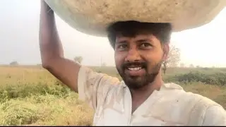 Khet se Kapas (Cotton) kaise chuna jata hai? 🚜 | Cotton Picking Process