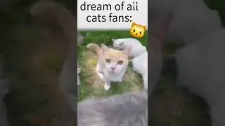 kitty cats :3 #cat #catfans