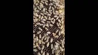 كيف تحول النحل من مصري إلى بلدي ونصائح فحص الخلية