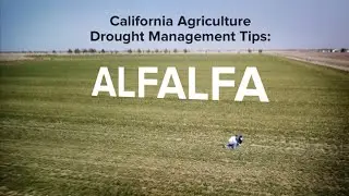 California Agriculture Drought Management Tips: Alfalfa