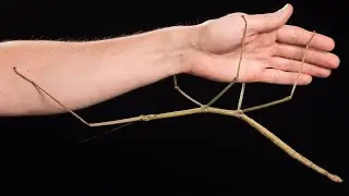Top 18 Newly Discovered Species Animal Species