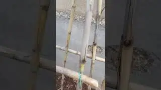 كيف تصنع هيكلا قصبيا لربط أشجار الطماطم