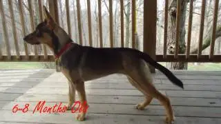 German Shepherd/Husky Mix 6 - 8 Months