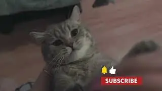 Cute cat playing viral video, amezing performance #viral video yt video