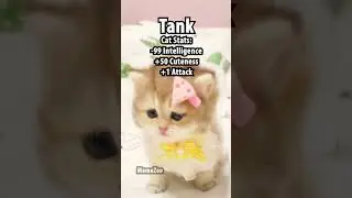 Cat Stats 2