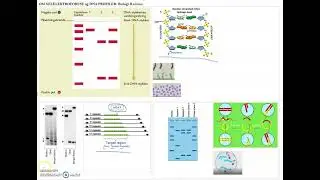 Om DNA profiler til Biologi B