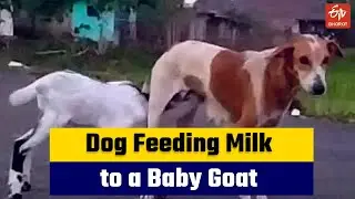 Lamb Drinking Milk From Dog Video Goes Viral |  Dog Feeding Milk to a Baby Goat | Thiruvarur | TN