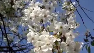 Prunus cerasus blossom