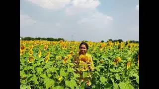 Sun flower garden 🌞
