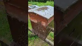 Summer bee keeping is never boring