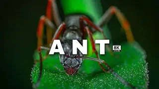 ANTS IN MACRO 8k ULTRA HDR 60(FPS)