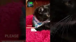 🔴🔴🔴 #cats #catstiktok #Shorts