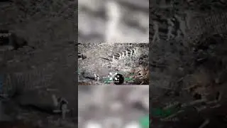 Nine Russian soldiers surrender to Ukraine near Pokrovsk