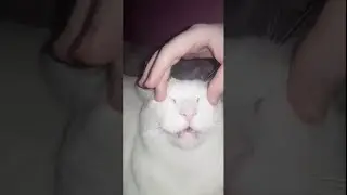 Miko the Cat Loves Face Massage || ViralHog