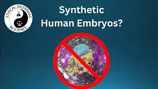 Should research on synthetic human embryos be restricted?
