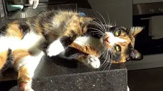 A Belly Roll For A Cat Treat