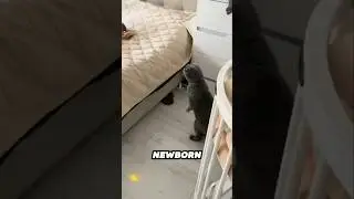 This cat's reaction to meeting a newborn baby is hilarious 😂❤
