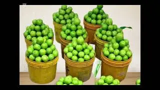 A compilation of some food, grains, fruit and vegetables in Engenni Language. 
