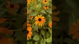 The best drought tolerant perennials I love to plant!