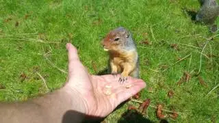 Бурундуки 1 / Американский суслик / Spermophilus parryi 4K