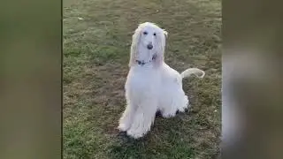 Shiloh (Afghan Hound) - Showreel