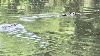 Love is in the air at the Brick Pond Park!  Stumpy bellowing for this male visiting.