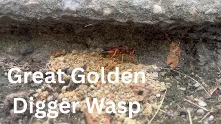 Great Golden Digger Wasp