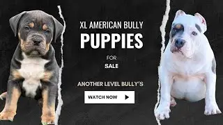 XL American Bully Puppies For Sale