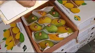 MANGO READY FOR EXPORT Rahat MANGO by YASIR GHANI
