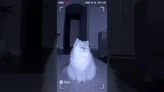 Cat noticed something in the room | #ai #magic #cat #funnyanimals #catfamily #cats #funnycats #foru