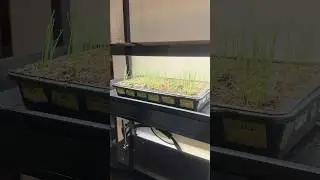 New To Grow Lights? Here&rsquo;s Some Tips!