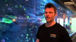 Havuhyrer i Tivolis Akvarium