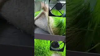 Выращиваем пшеницу на витграсс