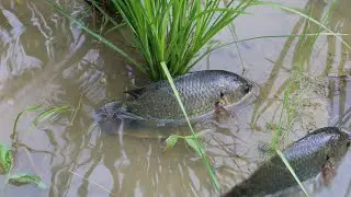 Unique Fish Trapping System | New Technique Of Catching Country Fish #Fishing #Fishingfreak New Ep10