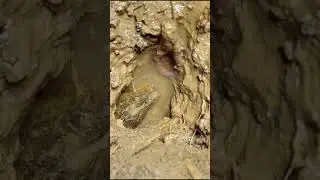 Best Eel Fishing | Catching Yellow Monster Eel Fish From Under Deep Mud Part 105