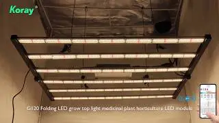 Koray LM301H+Osram 630W Folding Horticulture Fluence Spydr 2p Commercial Led Grow Light Bar Fixture