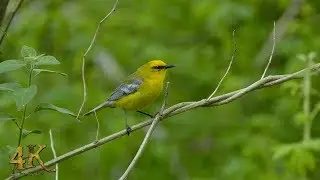 The 4K Guy: The great spring bird migration of Eastern Canada