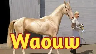 Voici Le Plus Beau Cheval Du Monde, M&ecirc;me Les Experts Sont Troubl&eacute;s