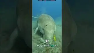 6 crore years old Sea Cow 😱 | Ocean's Natural GPS | Dugong #science #sciencefacts